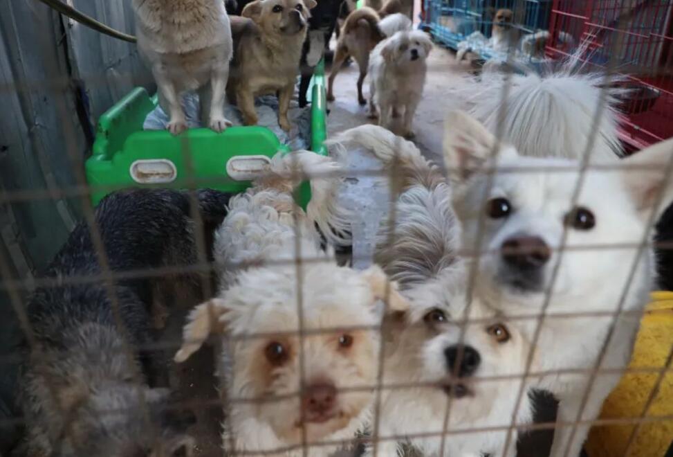 徐州有哪些犬舍 徐州有哪些犬舍