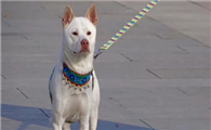下司犬适合家养吗