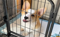 柯基犬吃多了会怎么样