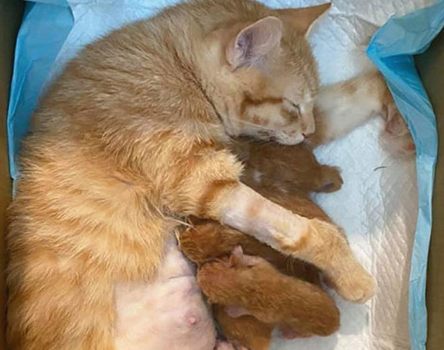 橘猫没出门却意外怀孕,主人摸到胎动后满头问号:这是啥情况? 橘猫没出门却意外怀孕,主人摸到胎动后满头问号:这是啥情况?