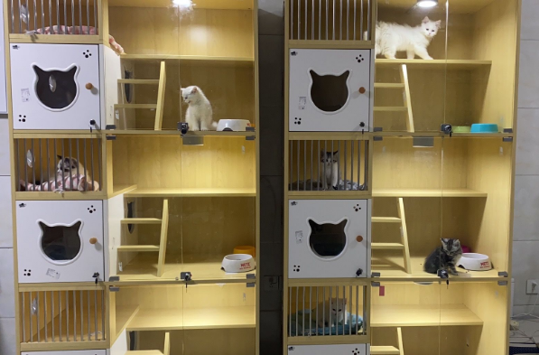 怎么分辨后院猫舍和正规猫舍