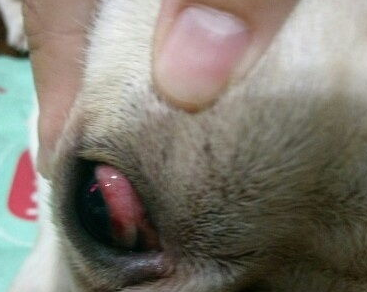 狗狗眼睛有红血丝怎么办? 狗狗眼睛有红血丝怎么办?