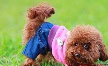 贵宾犬怀孕应该怎样护理?孕期的饮食需注意什么? 贵宾犬怀孕应该怎样护理?孕期的饮食需注意什么?