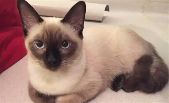 如何教暹罗猫用猫砂？