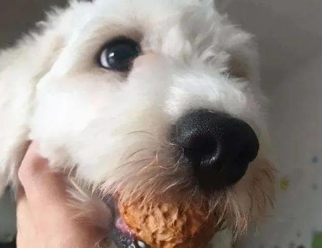 狗狗只是吐了，竟然会致命？