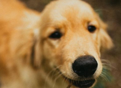 狗狗鼻子为什么颜色不一样？鼻子褪色的原因是什么？