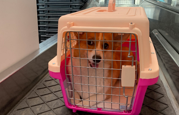 快递能不能托运宠物