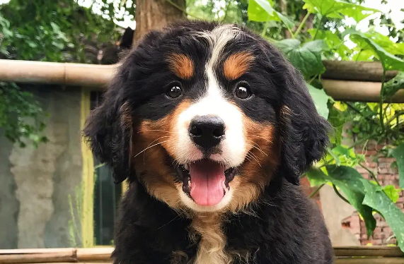 科普：伯恩山犬的性格特征和基础美容？