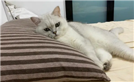 为什么猫咪睡枕头上