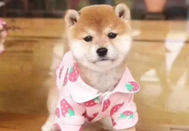 柴犬能不能吃羊肉?柴犬吃羊肉的好处有哪些 柴犬能不能吃羊肉?柴犬吃羊肉的好处有哪些