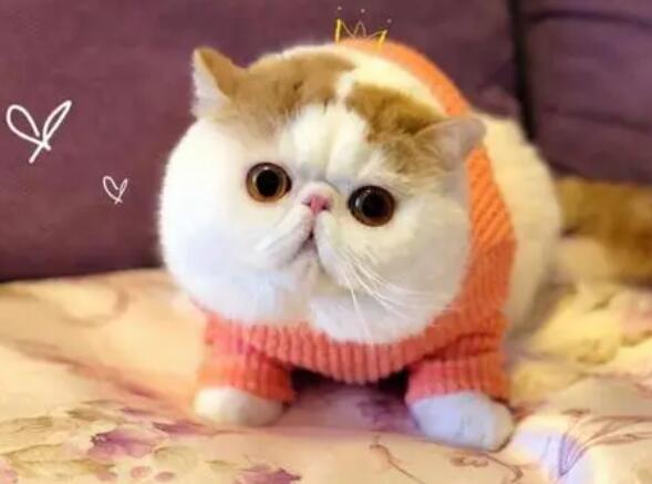 加菲猫怎么养啊