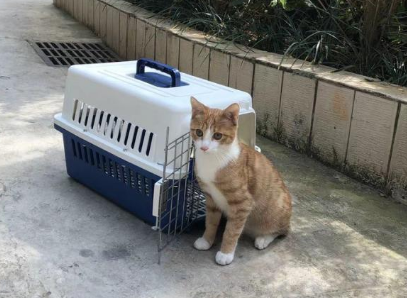 宠物托运运输价格