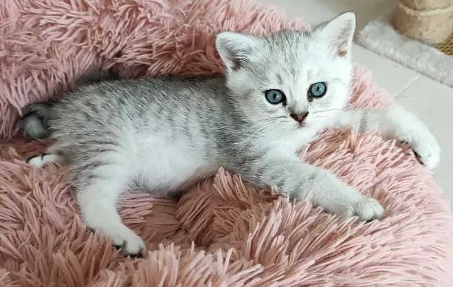 银渐层和虎斑猫的孩子叫什么品种