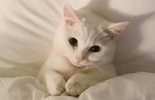 猫掉毛秃了一块怎么办?猫斑秃和猫癣的区别? 猫掉毛秃了一块怎么办?猫斑秃和猫癣的区别?