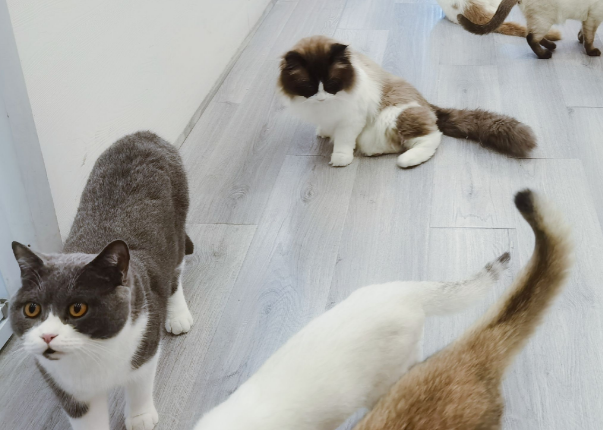 阜阳哪里有正规的猫舍 阜阳哪里有正规的猫舍