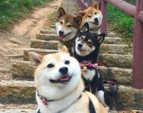柴犬尾巴怎样卷?卷尾大体可以分为以下两种 柴犬尾巴怎样卷?卷尾大体可以分为以下两种