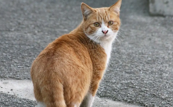 流浪猫挑食怎么办? 流浪猫挑食怎么办?