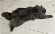 长毛大尾巴蓝猫黄眼睛