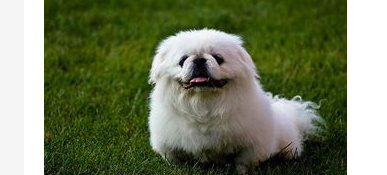 京巴犬身上有血包是怎么回事呢？