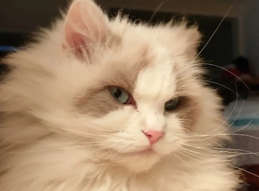 成年布偶猫一天吃几顿？每天这样喂就可以了！