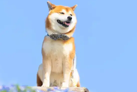 柴犬分几种脸型?主要分为貉脸和狐脸两种脸型 柴犬分几种脸型?主要分为貉脸和狐脸两种脸型