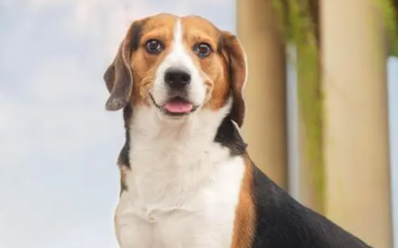 比格犬的美容方法和护理方法？