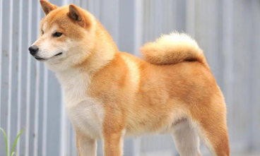 柴犬好卖吗 没想到柴犬毛病这么多