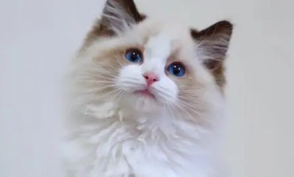 布偶猫会跳窗户吗？布偶猫跳窗后果十分严重！