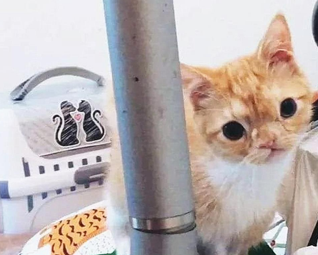 出生10天的猫咪被遗弃,天生面部畸形,好心人收养后它画风突变 出生10天的猫咪被遗弃,天生面部畸形,好心人收养后它画风突变