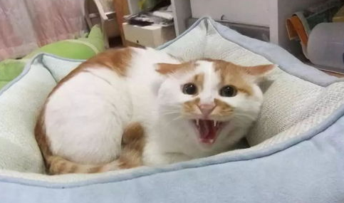 小猫拉稀带血怎么办？猫拉血便是怎么回事？