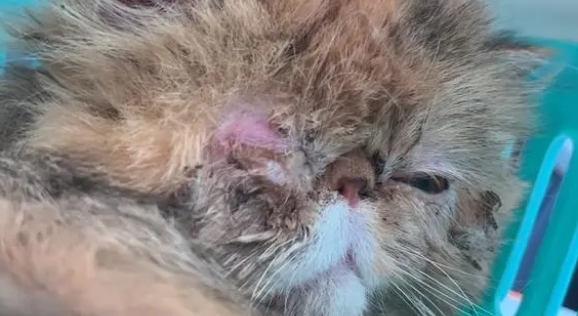 被学生伤害,当成取悦工具的流浪猫,获救时,眼里满是泪水 被学生伤害,当成取悦工具的流浪猫,获救时,眼里满是泪水