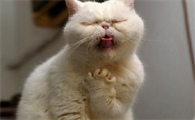 猫咪吃猫粮吐是什么原因