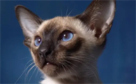 暹罗猫幼猫和成猫的护理方法？