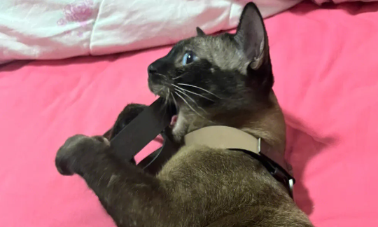 暹罗猫咬人打针吗?被咬伤后如何进行处理 暹罗猫咬人打针吗?被咬伤后如何进行处理