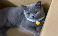 养蓝猫到底公猫好还是母猫好？