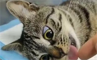 猫咪麻醉为什么睁眼睛呢