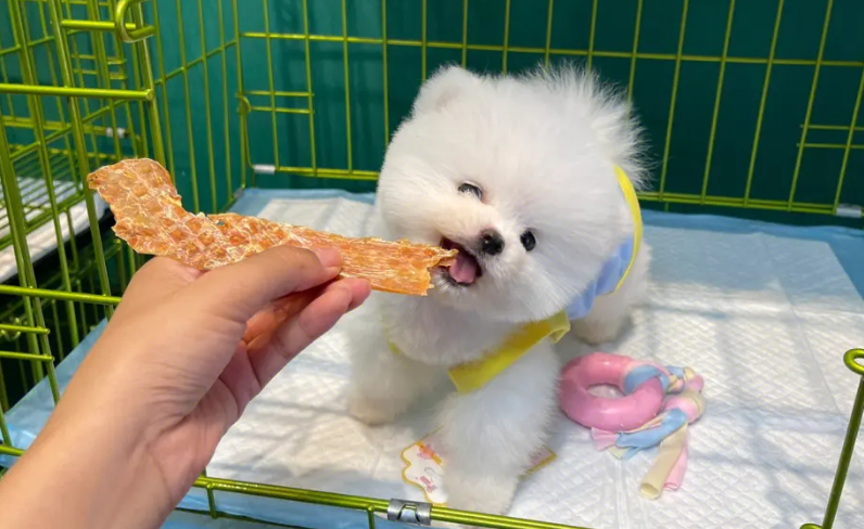 俊介是什么狗狗 俊介是什么狗狗