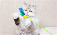 amycarol逗猫棒怎么安装