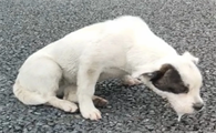 为什么狗狗一吃药就吐了