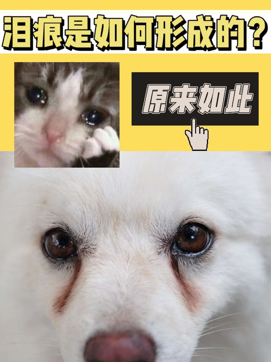 养狗丨泪痕到底是如何形成的？又怎么解决？