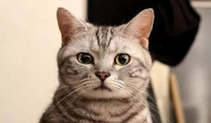 猫咪牙齿掉了怎么办?来get下吧 猫咪牙齿掉了怎么办?来get下吧
