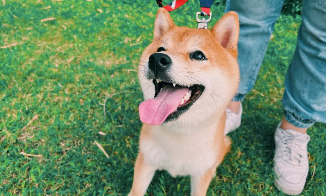 柴犬脚掌是什么颜色？如何饲养柴犬？