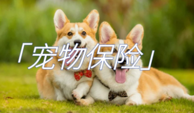 麦道宠物保险好吗