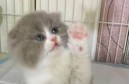 布偶猫吃什么什么蔬菜好？这几样蔬菜对布偶猫身体大大的好