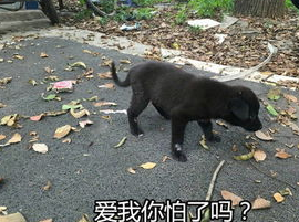 狗叫扰民报警不管用怎么办？