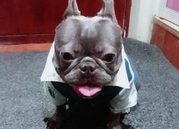 蓝牛犬好还是恶霸好