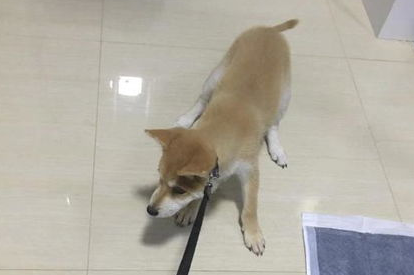 养了狗狗,却不想出去玩,铲屎官该如何是好? 养了狗狗,却不想出去玩,铲屎官该如何是好?