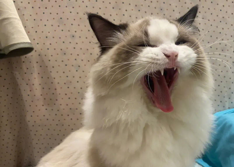 布偶猫毛色定型什么时候?布偶猫毛色定色原来这么久 布偶猫毛色定型什么时候?布偶猫毛色定色原来这么久