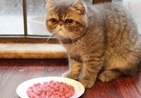 一文详解：猫咪产后拉稀怎么办？
