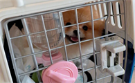 宠物狗托运得多少钱